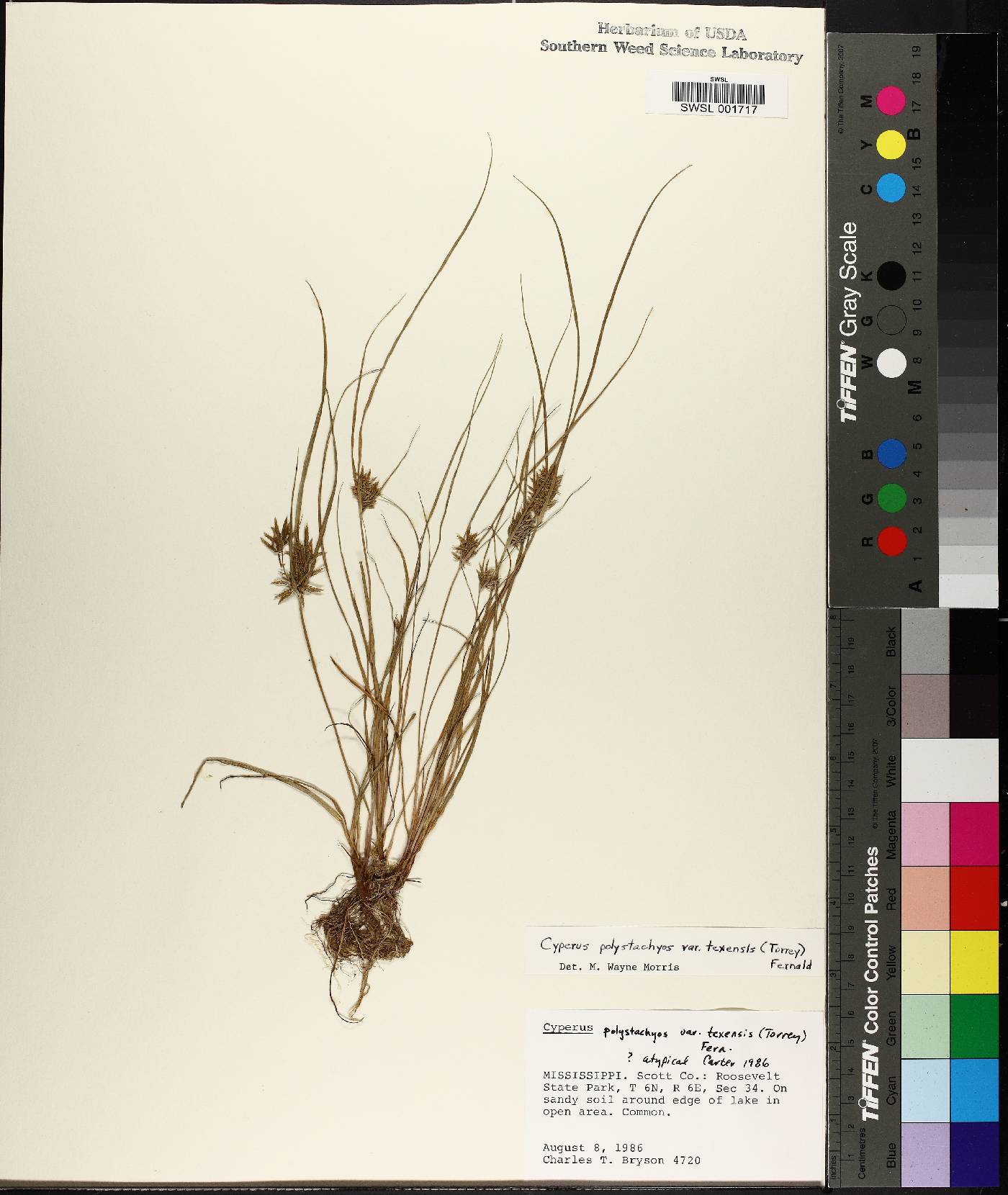 Cyperus polystachyos var. texensis image