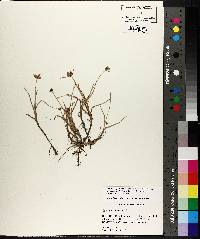Cyperus sanguinolentus image