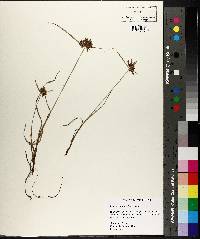 Cyperus sanguinolentus image