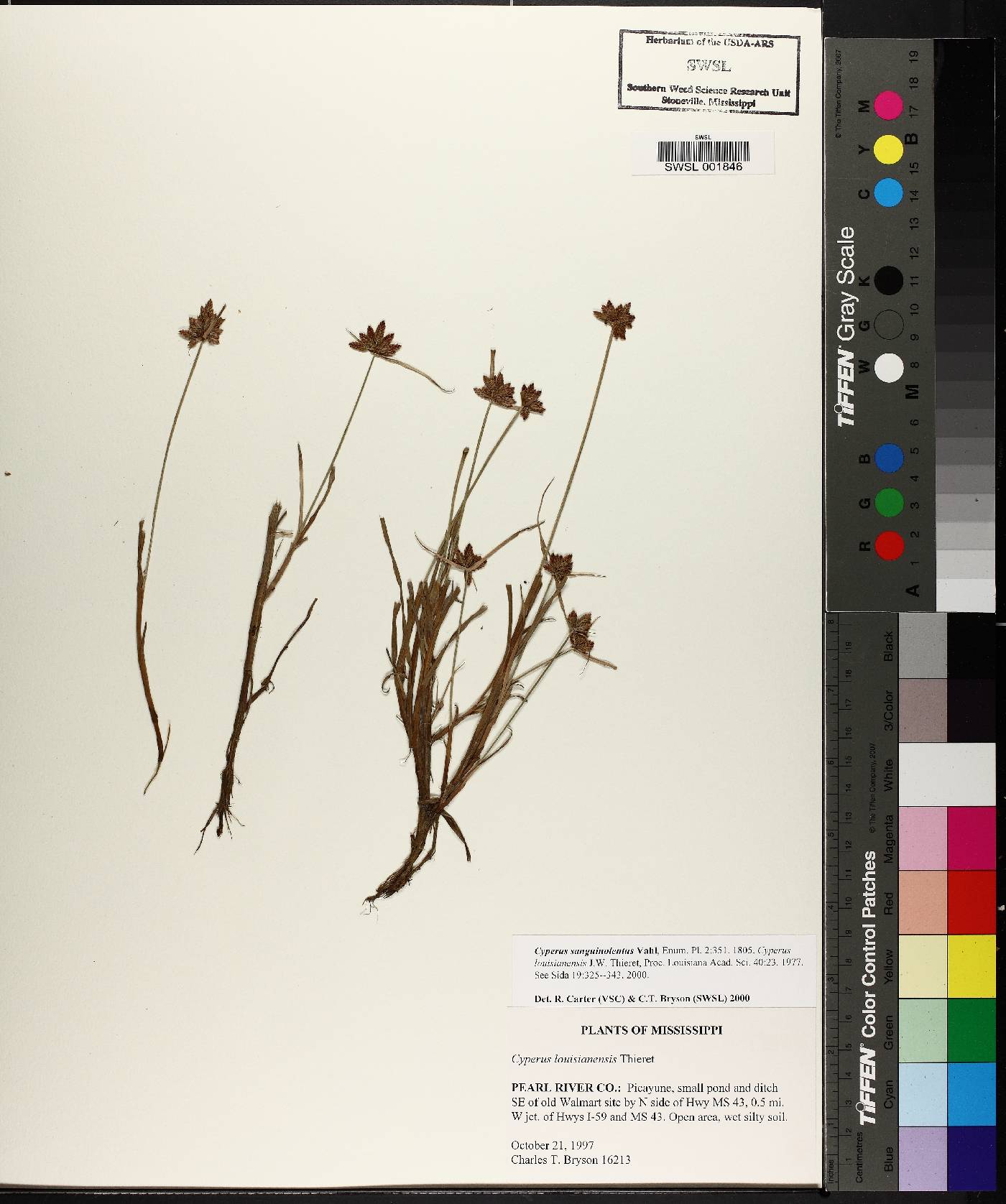 Cyperus sanguinolentus image