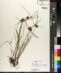 Cyperus sanguinolentus image