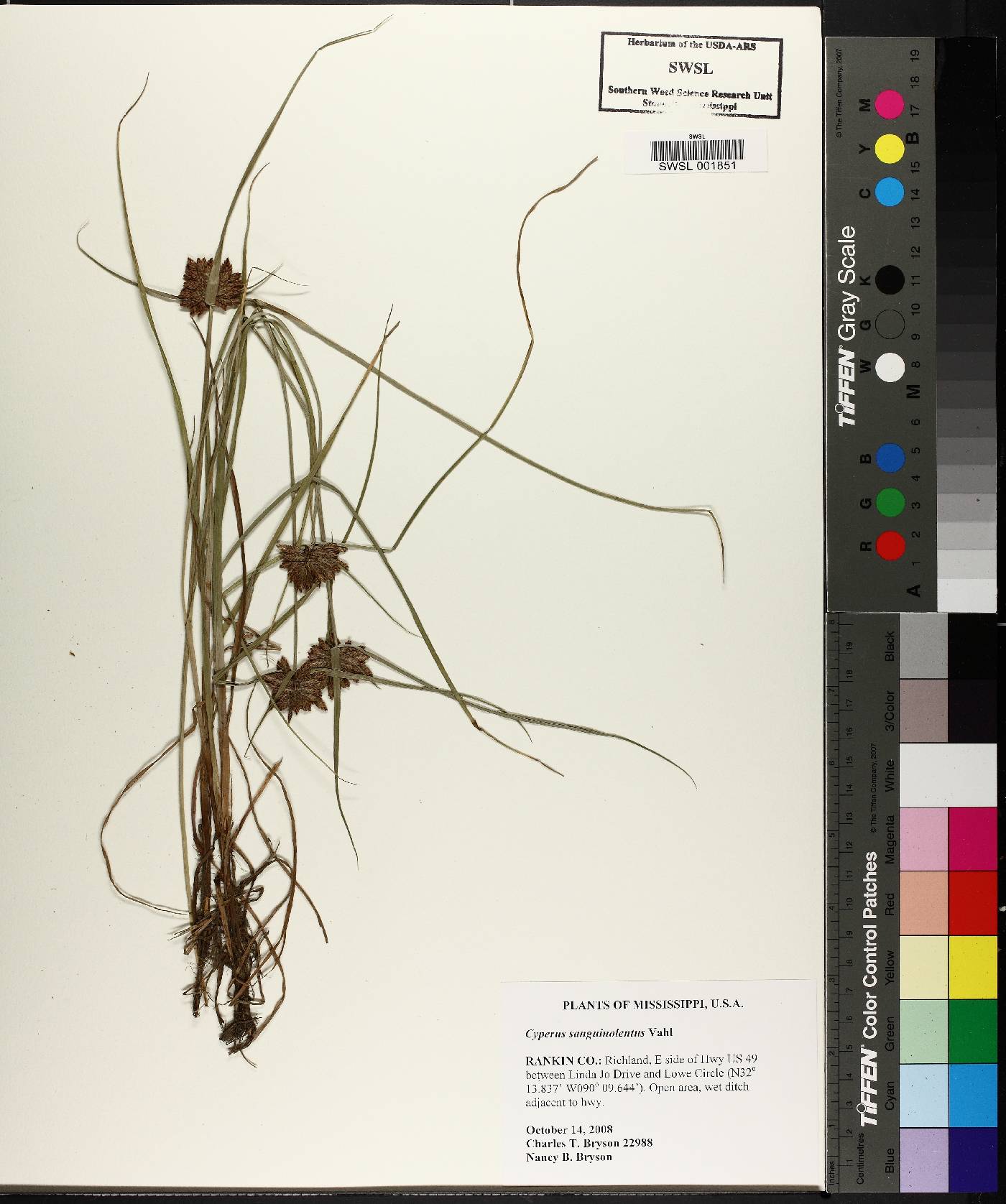 Cyperus sanguinolentus image