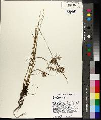 Cyperus sphacelatus image