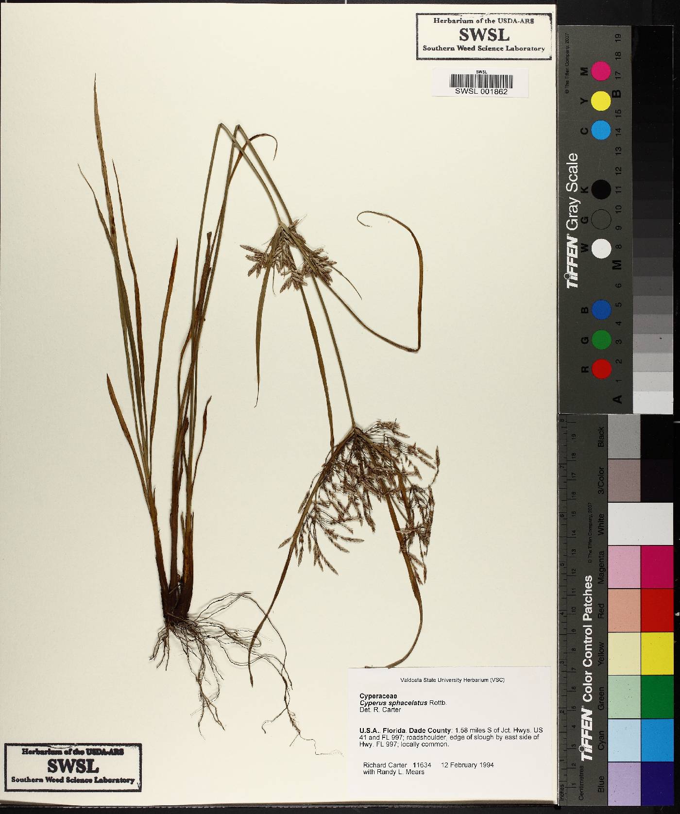 Cyperus sphacelatus image