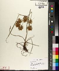 Cyperus strigosus image