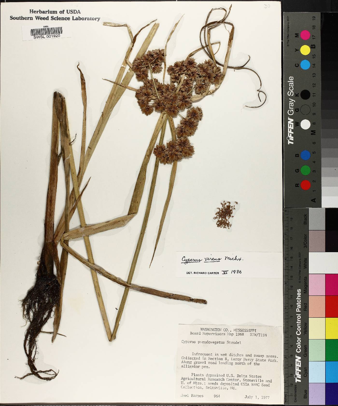 Cyperus virens image