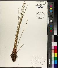 Eleocharis obtusa image