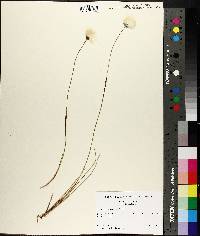 Image of Eriophorum spissum