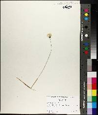 Eriophorum spissum image