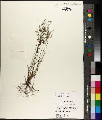 Fimbristylis annua image