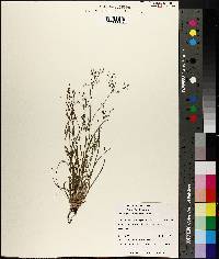 Fimbristylis autumnalis image