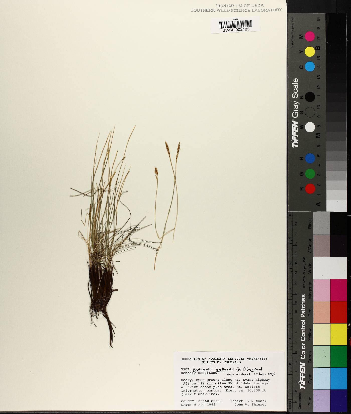 Carex myosuroides image