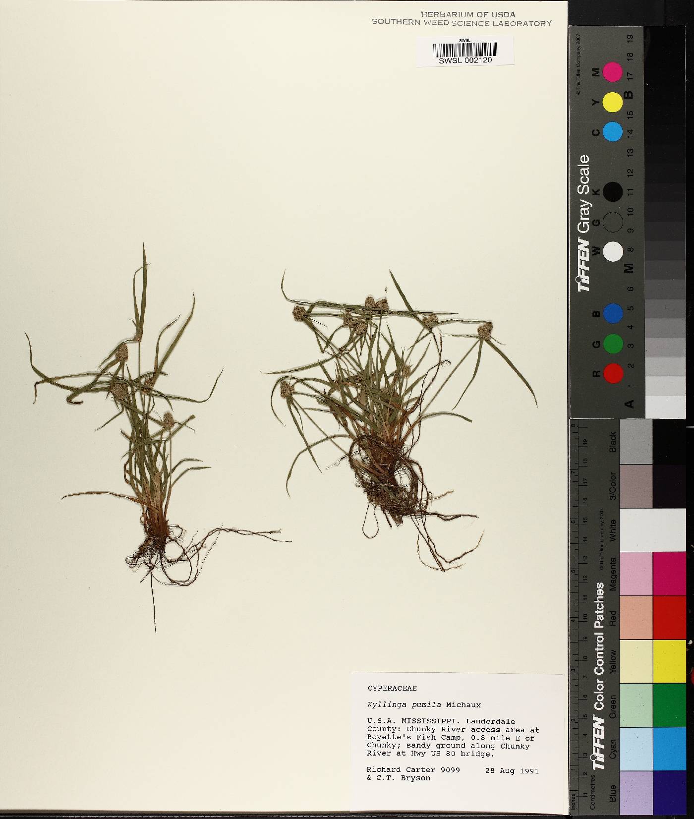 Cyperus hortensis image