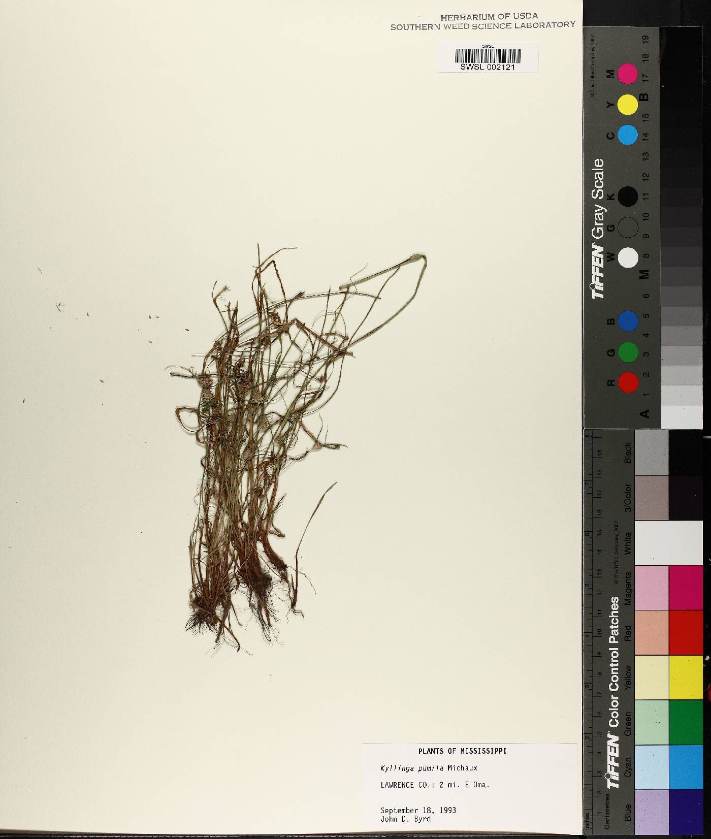 Cyperus hortensis image