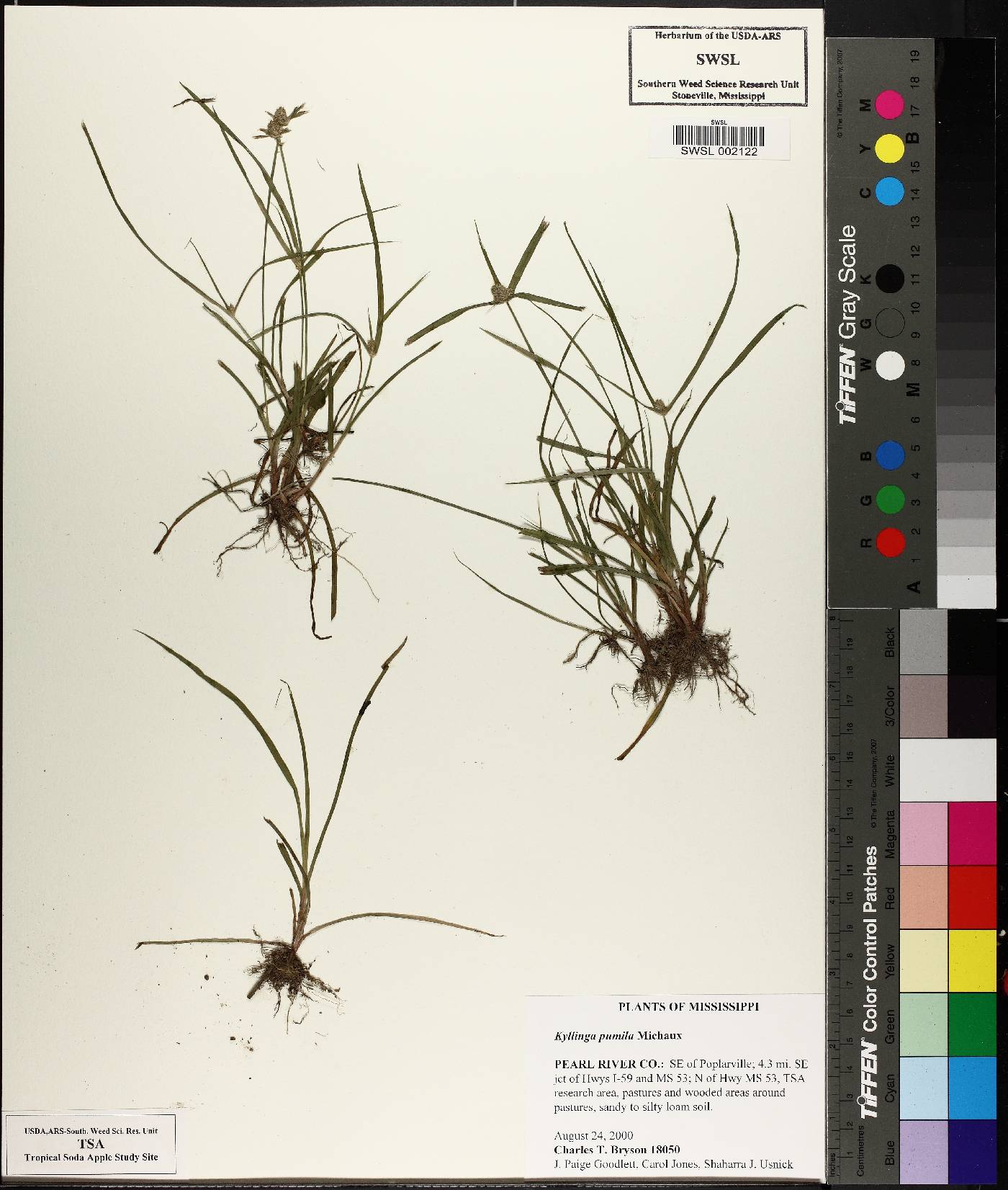 Cyperus hortensis image