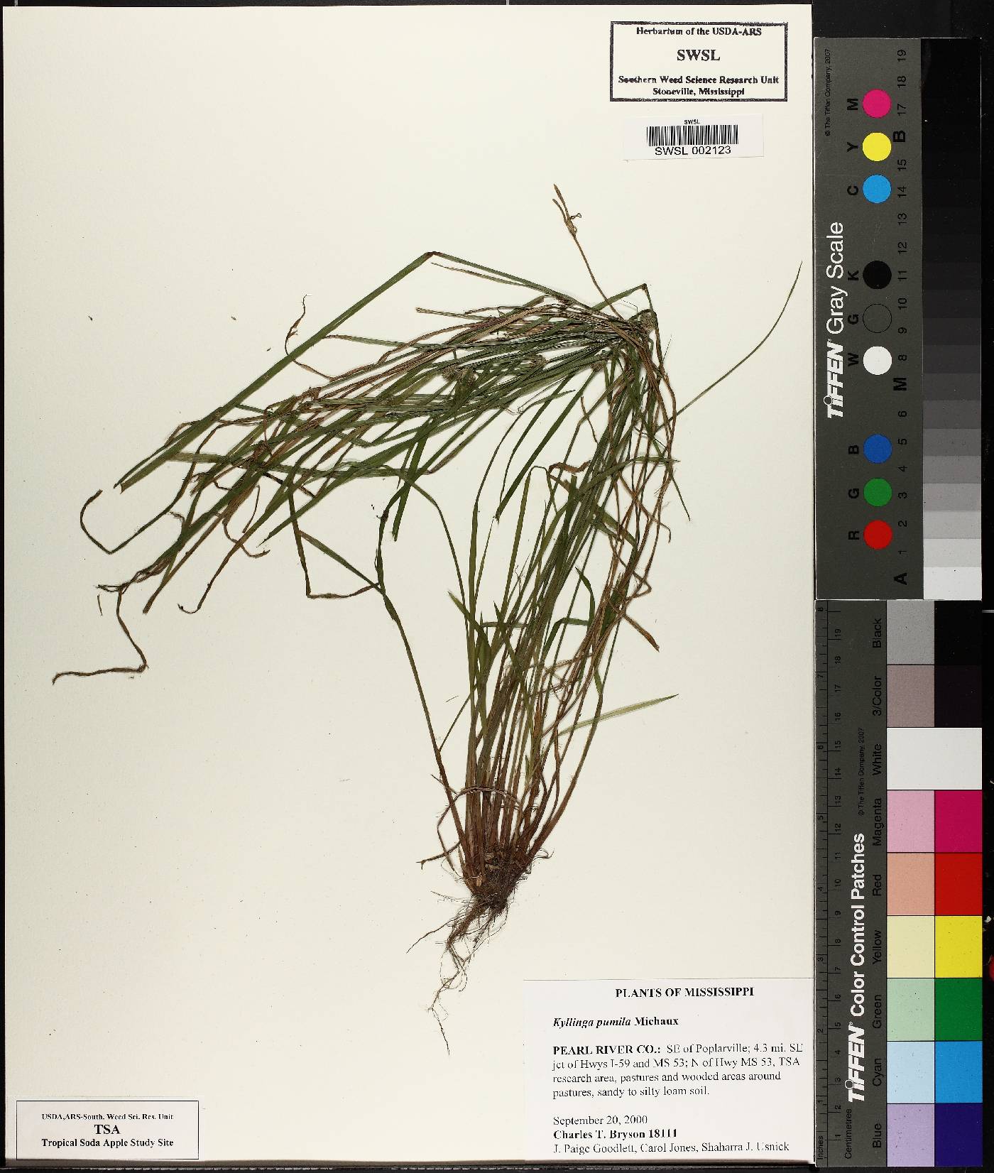 Cyperus hortensis image