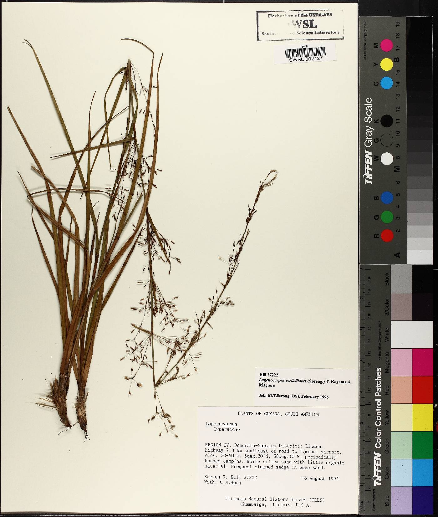 Lagenocarpus verticillatus image