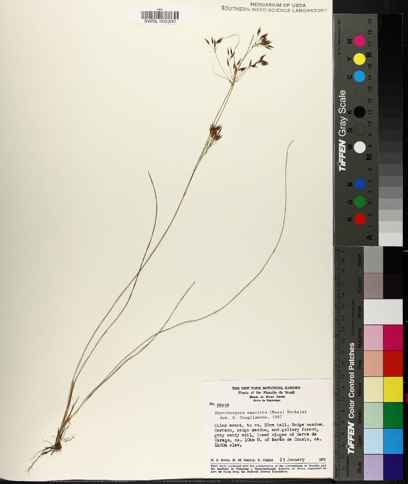 Rhynchospora emaciata image