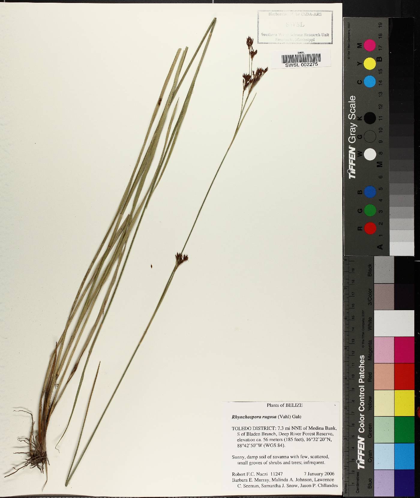 Rhynchospora rugosa image