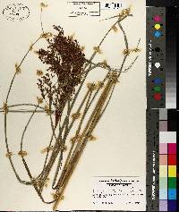 Scirpus cyperinus image