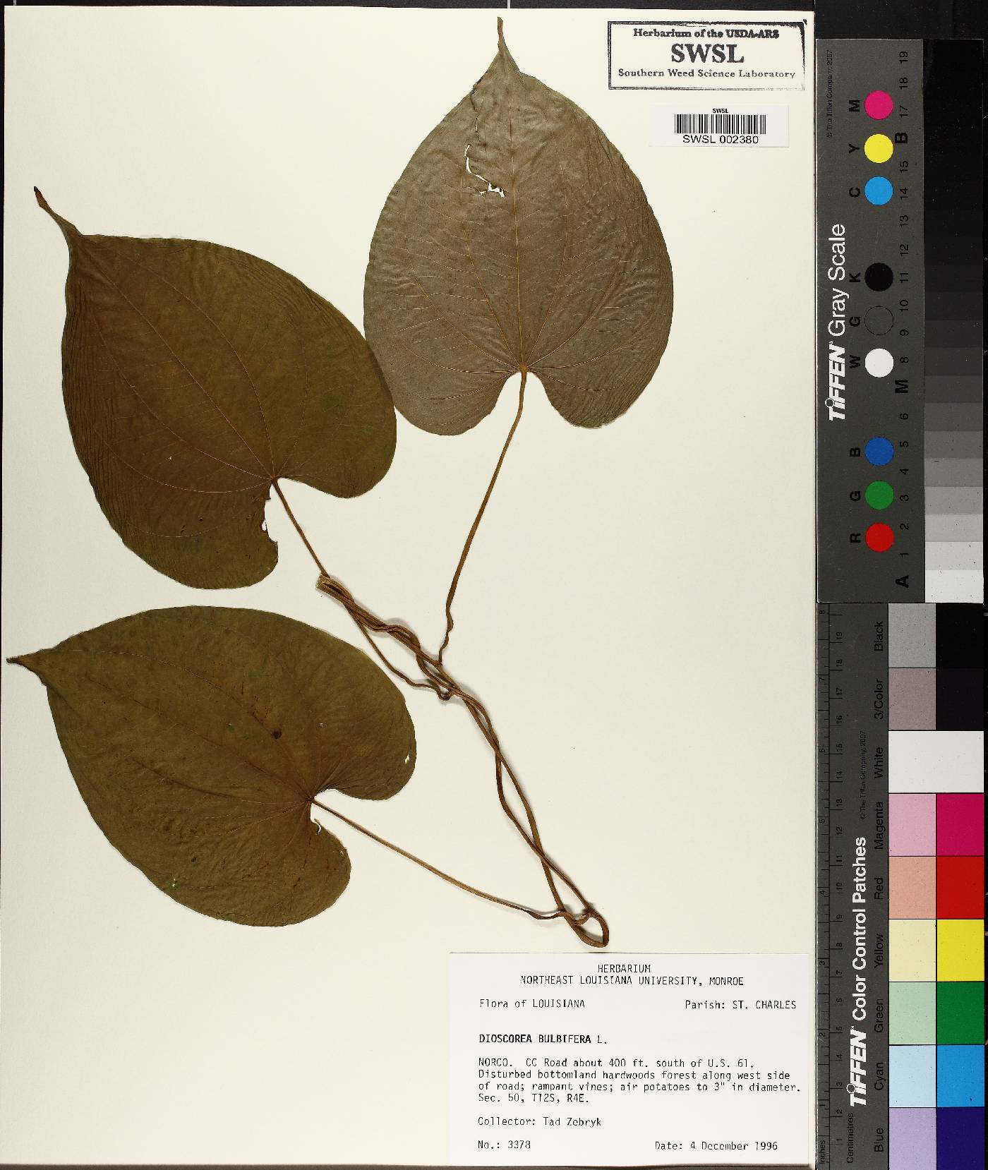 Dioscorea bulbifera image