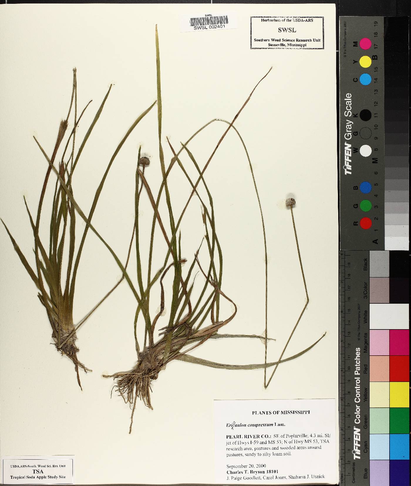 Eriocaulon compressum image