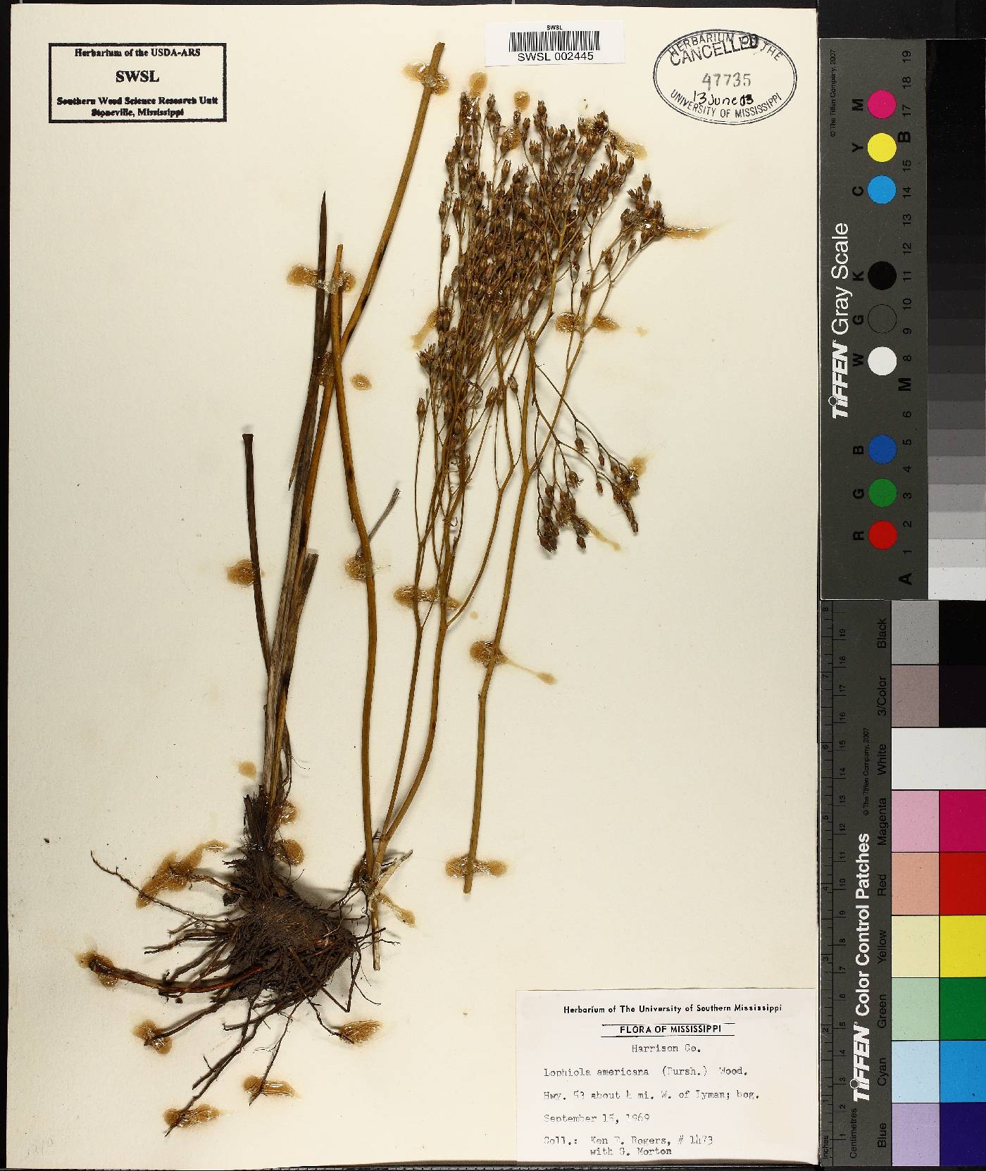 Lophiola aurea image