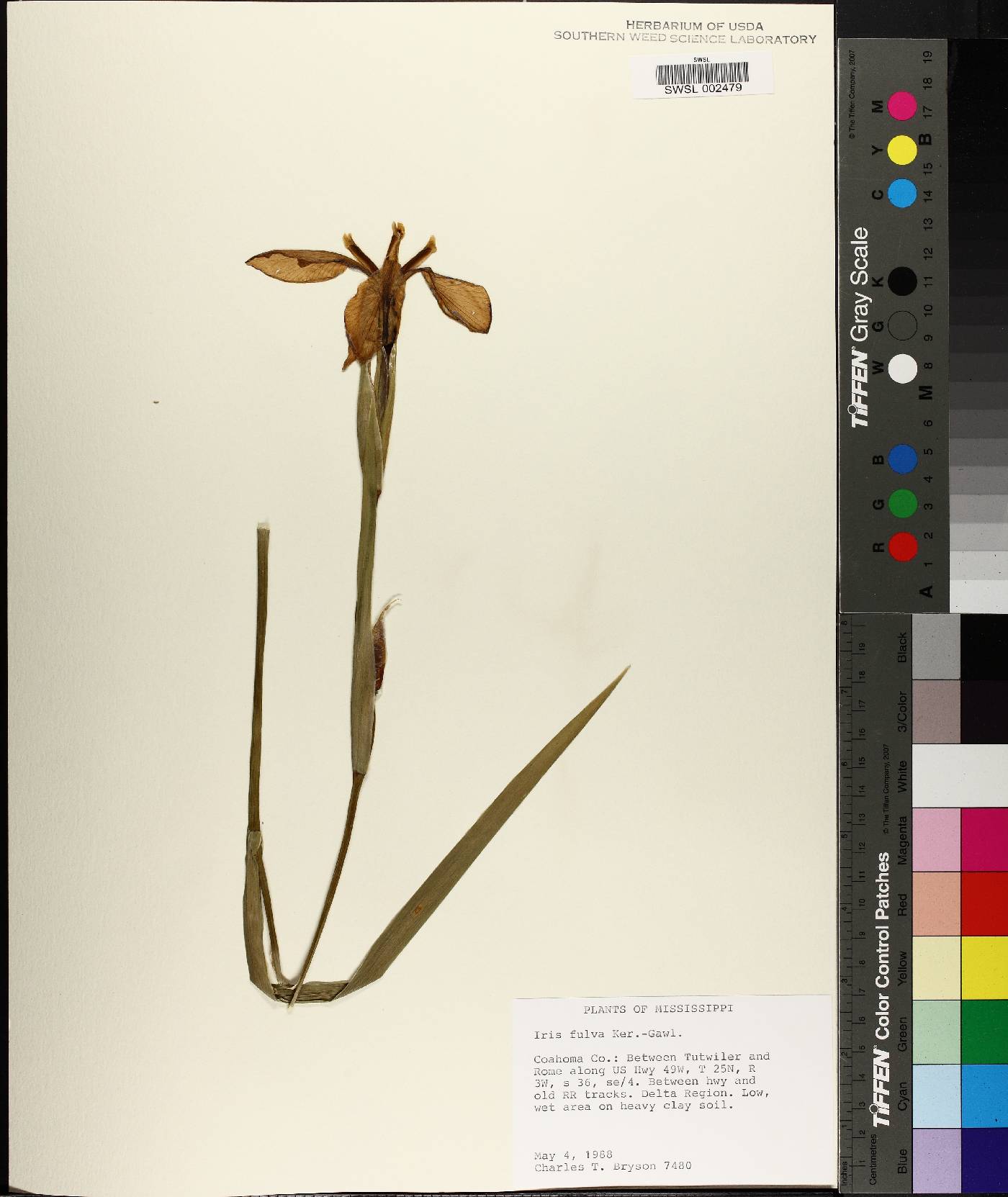 Iris fulva image