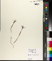 Nemastylis geminiflora image