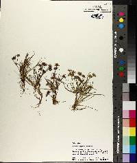 Juncus repens image