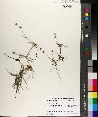 Juncus repens image