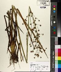 Juncus scirpoides image