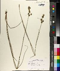 Juncus scirpoides image