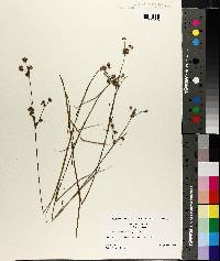 Juncus subcaudatus image