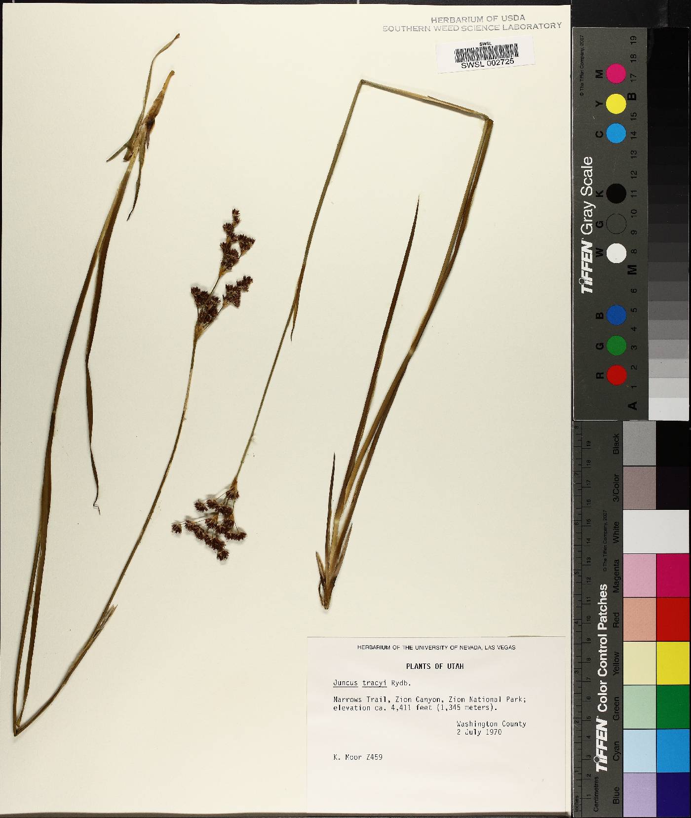 Juncus tracyi image