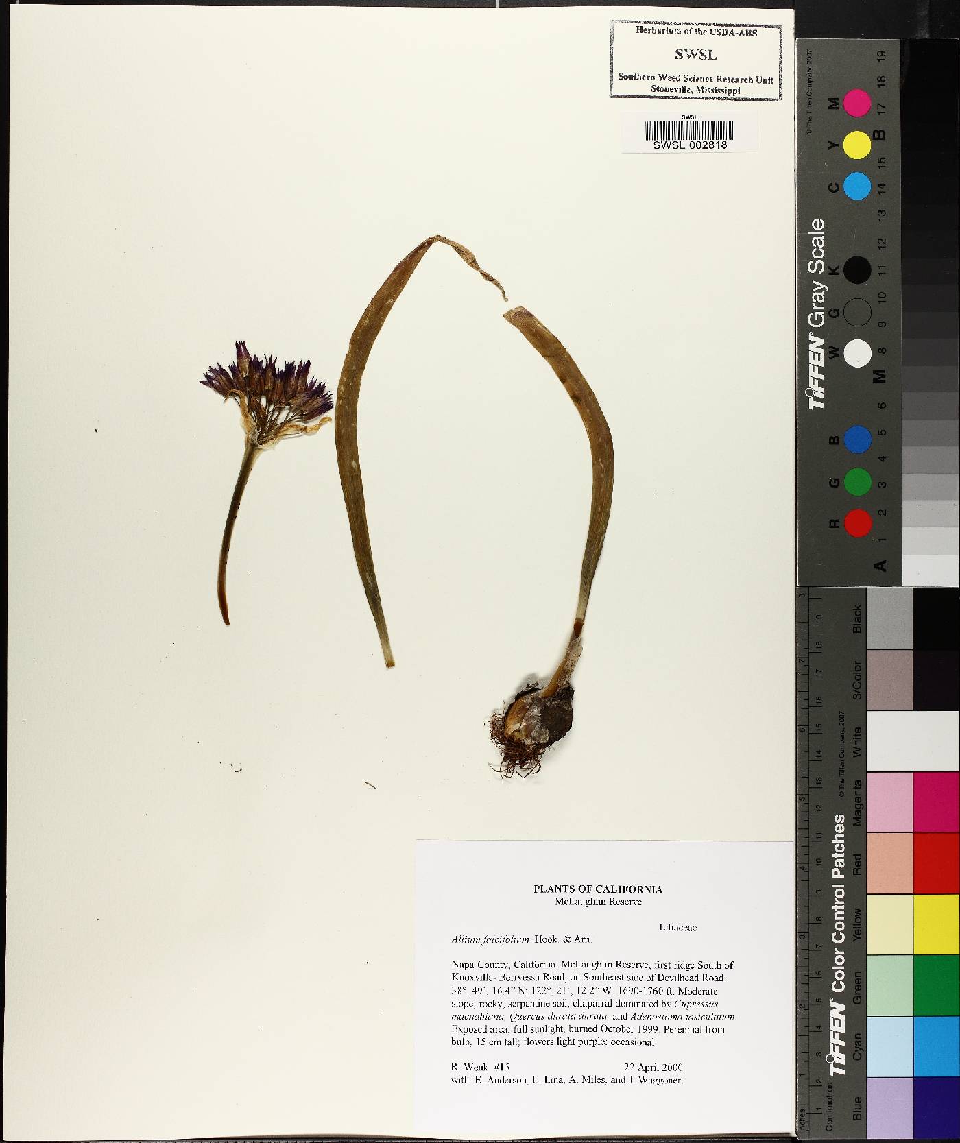 Allium falcifolium image