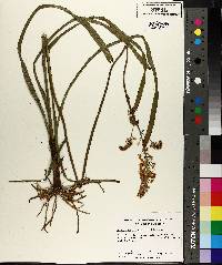 Amianthium muscitoxicum image