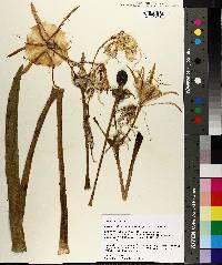 Hymenocallis coronaria image