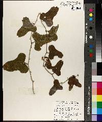 Smilax bona-nox image