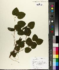 Smilax herbacea image