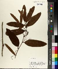 Smilax laurifolia image