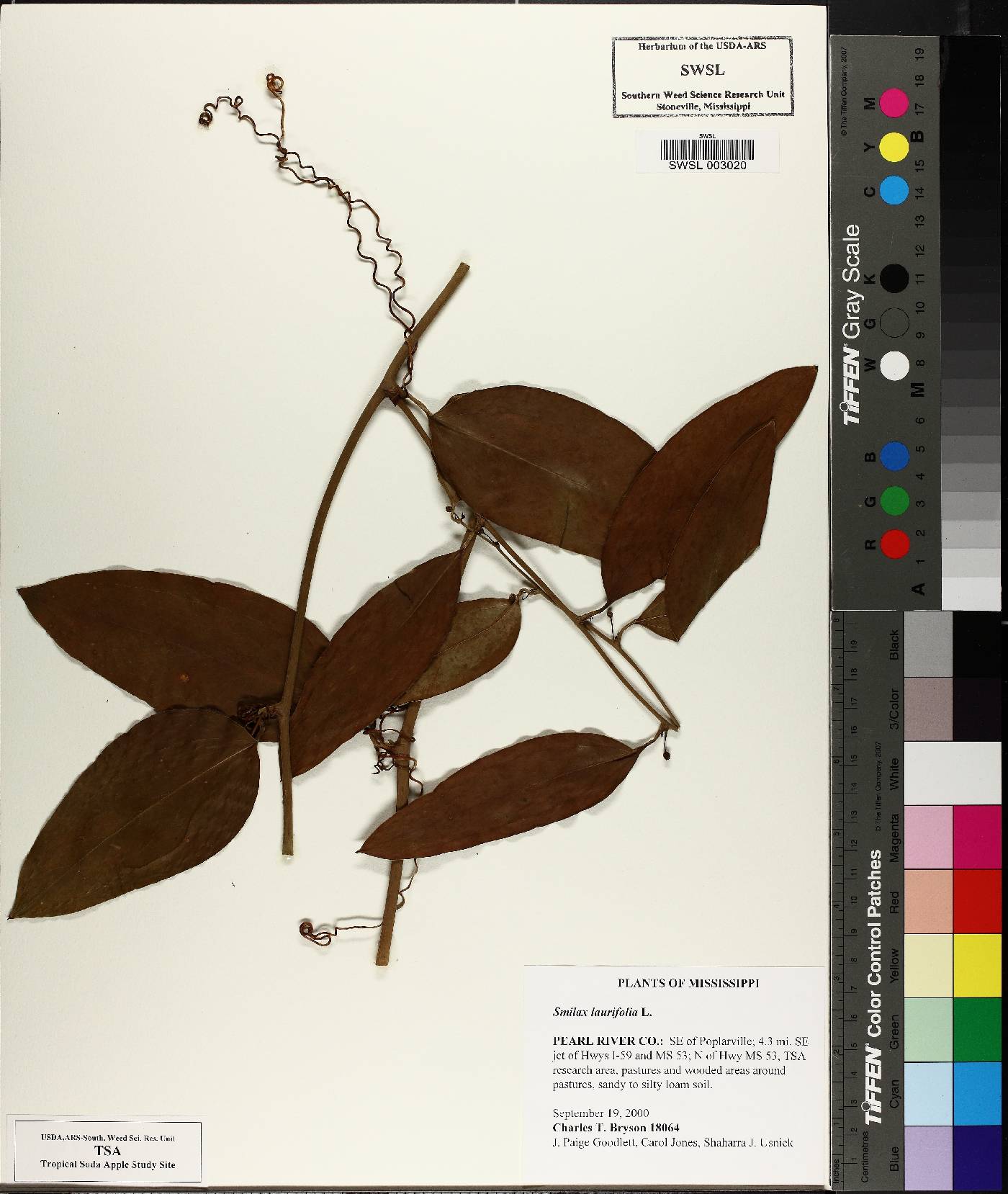 Smilax laurifolia image