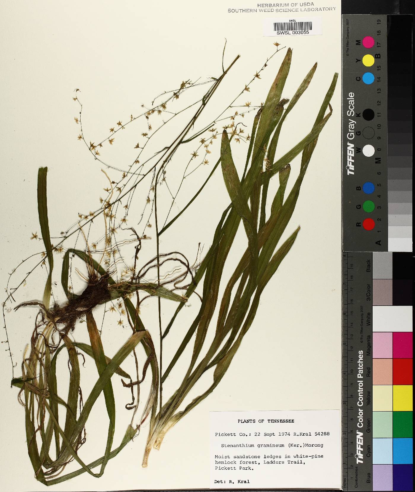 Stenanthium gramineum image