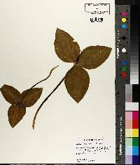 Trillium foetidissimum image