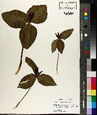 Trillium foetidissimum image