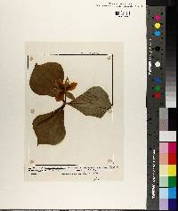 Trillium rugelii image