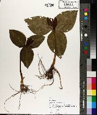 Trillium underwoodii image