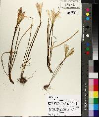 Zephyranthes treatiae image