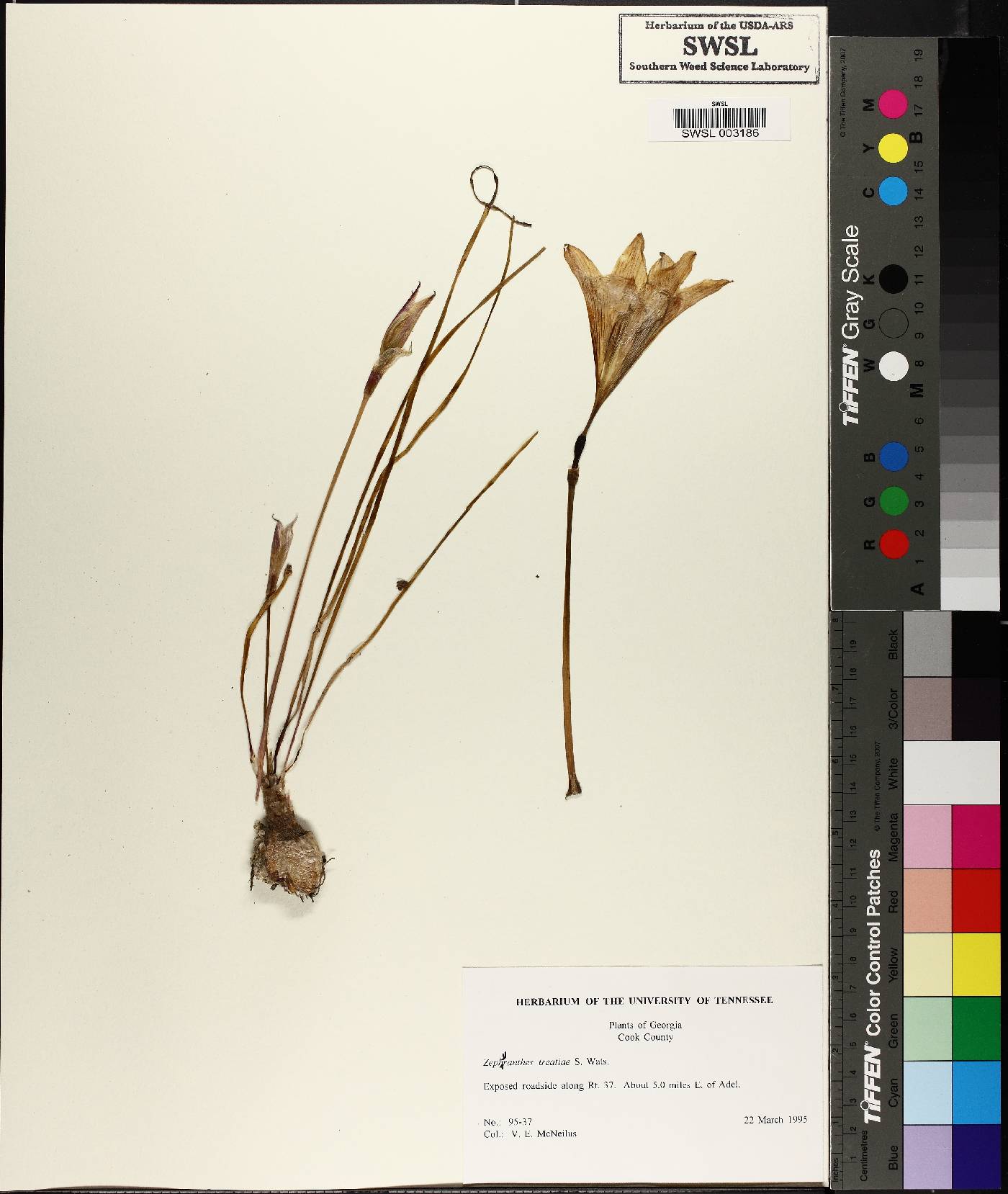 Zephyranthes treatiae image