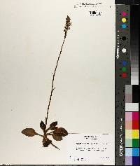 Goodyera pubescens image